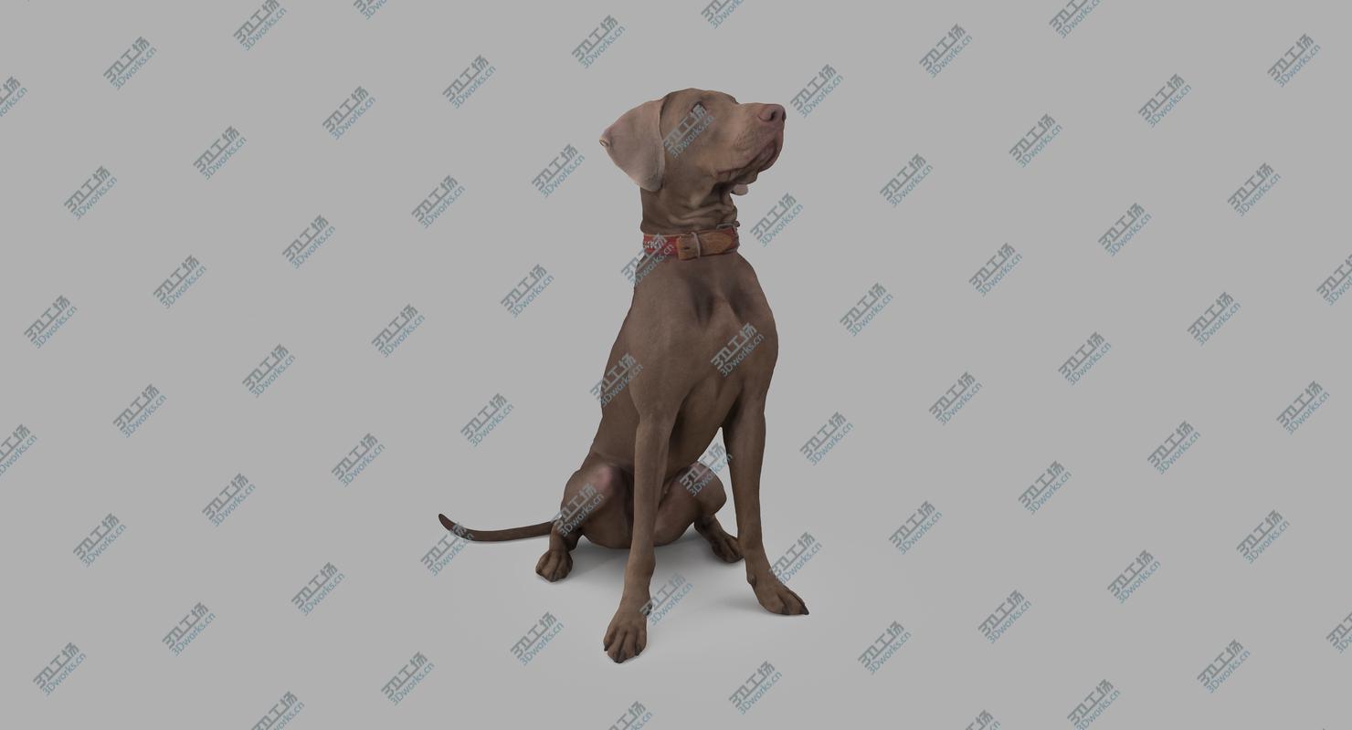 images/goods_img/2021040232/Weimaraner Sitting Dog 3D model/1.jpg